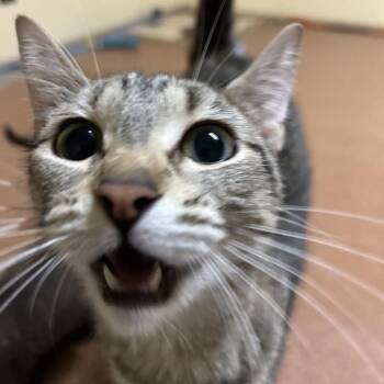 Maple -  Domestic Short Hair Cat for Adoption in Spokane, Washington - Maple | PetCurious