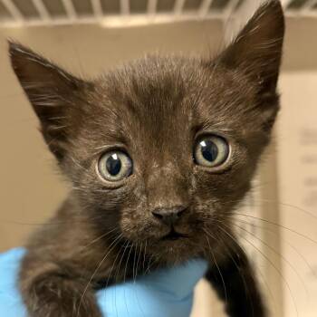 Phineas -  Domestic Short Hair Cat for Adoption in Yuma, Arizona - Phineas | PetCurious