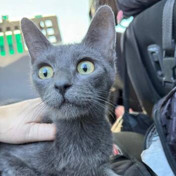 Ashley -  Domestic Short Hair Cat for Adoption in Midland, Texas - Ashley | PetCurious