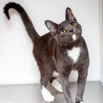Romeo -  Domestic Short Hair Cat for Adoption in Hattiesburg, Mississippi - Romeo | PetCurious