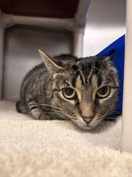 Kaja -  Tabby Cat for Adoption in Bowling Green, Ohio - Kaja | PetCurious