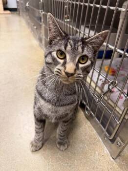 Rescue Domestic Short Hair Cats for Adoption in Maple Shade, New Jersey - Ghoul | PetCurious