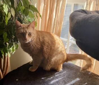 Rescue Domestic Short Hair Cats for Adoption in Greenville, South Carolina - Mercedes RC | PetCurious