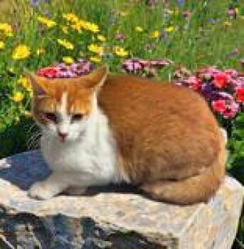 Rescue Domestic Short Hair Cats for Adoption in Portsmouth, Ohio - Octavia | PetCurious