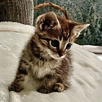 Rescue Domestic Short Hair and Tabby Cats for Adoption in Somerset, Kentucky - Bunny C | PetCurious