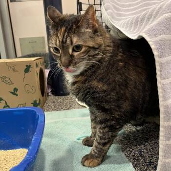 Domestic Short Hair Cats Available for Adoption - Bubble | PetCurious