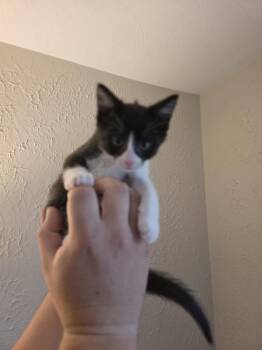 Melody-Q -  Domestic Short Hair Cat for Adoption in Metamora, Illinois - Melody-Q | PetCurious