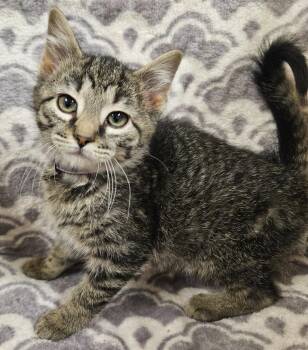 Domestic Short Hair Cats Available for Adoption - Sweetart | PetCurious