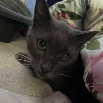 Heath -  Domestic Short Hair and Russian Blue Cat for Adoption in Hemet, California - Heath | PetCurious