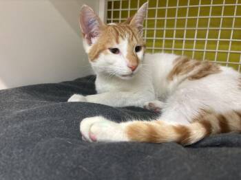 Domestic Short Hair Cats Available for Adoption in Telford, Pennsylvania - Link (Philly Single) | PetCurious