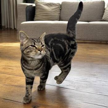 Rescue Domestic Short Hair Cats for Adoption in Orland Hills, Illinois - Herman | PetCurious