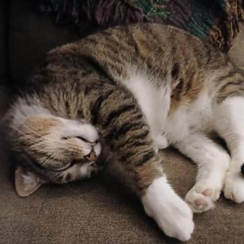 Domestic Short Hair Cats Available for Adoption in Winchester, Virginia - Mammon | PetCurious