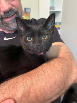 Rescue Domestic Short Hair Cats for Adoption in Nashville, Tennessee - Red | PetCurious