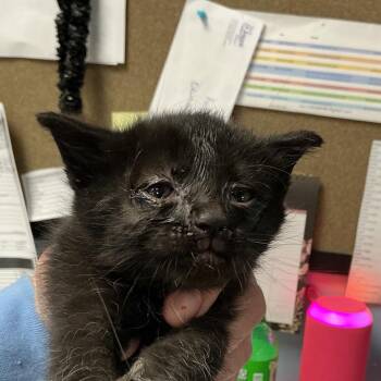 Domestic Short Hair Cats Available for Adoption - Toast | PetCurious