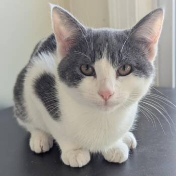 Domestic Short Hair Cats Available for Adoption - Oogie | PetCurious