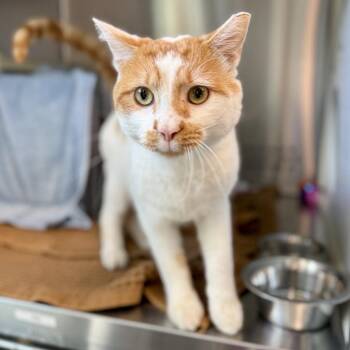 Gary the Bellhop -  Domestic Short Hair Cat for Adoption in Baltimore, Maryland - Gary The Bellhop | PetCurious