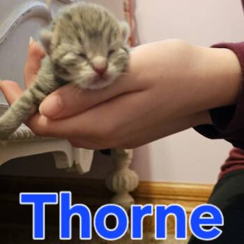 Thorne C11472 -  Domestic Short Hair Cat for Adoption - Thorne C11472 | PetCurious