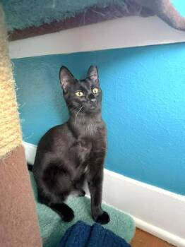Zainy -  Domestic Short Hair Cat for Adoption in Houston, Texas - Zainy | PetCurious