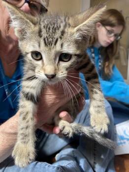 Moose -  Domestic Short Hair Cat for Adoption in Salinas, California - Moose | PetCurious