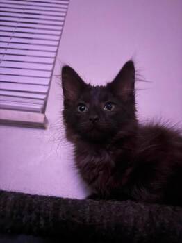 Dean -  Domestic Medium Hair Cat for Adoption in Indianapolis, Indiana - Dean | PetCurious