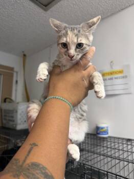 Katherine -  Domestic Short Hair Cat for Adoption in Ontario, California - Katherine | PetCurious