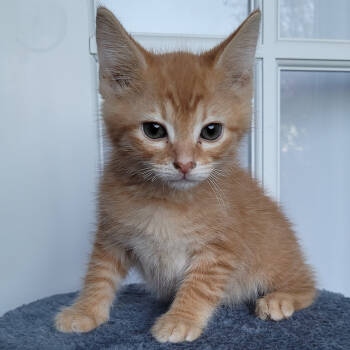 Rescue Domestic Short Hair and Manx Cats for Adoption in Knoxville, Tennessee - Ike | PetCurious