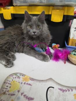 Domestic Medium Hair Cats Available for Adoption - Zelda | PetCurious