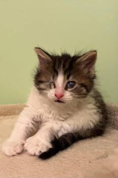 Domestic Long Hair and Domestic Short Hair Cats Available for Adoption in Dorr, Michigan - Louie | PetCurious