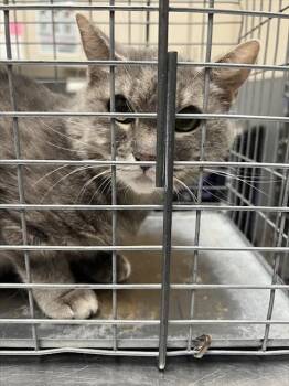 MISS GRAY -  Domestic Short Hair Cat for Adoption in Las Vegas, Nevada - MISS GRAY | PetCurious