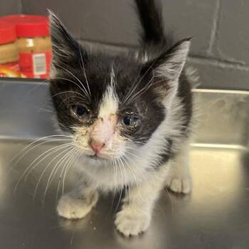 TUSC-Stray-85054 -  Domestic Short Hair Cat for Adoption in Tuscaloosa, Alabama - TUSC-Stray-85054 | PetCurious