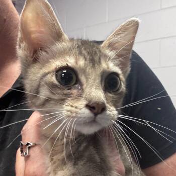 Skitz -  Domestic Short Hair Cat for Adoption in Lufkin, Texas - Skitz | PetCurious