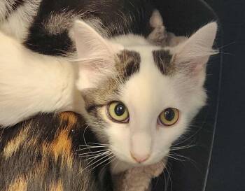 Rescue Domestic Short Hair Cats for Adoption in Republic, Missouri - George | PetCurious