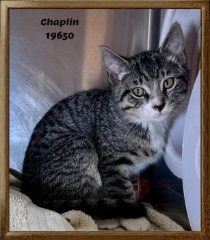 CHAPLIN -  Domestic Short Hair and Tabby Cat for Adoption in Marietta, Georgia - CHAPLIN | PetCurious