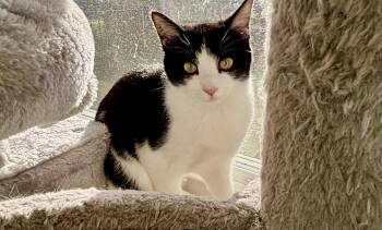 Rescue Domestic Short Hair Cats for Adoption in Crofton, Maryland - Fluffy | PetCurious
