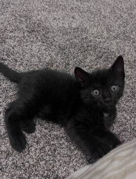Bert -  Domestic Short Hair Cat for Adoption in North Babylon, New York - Bert | PetCurious