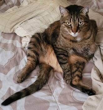 Marco -  Domestic Short Hair Cat Available for Adoption - Marco | PetCurious