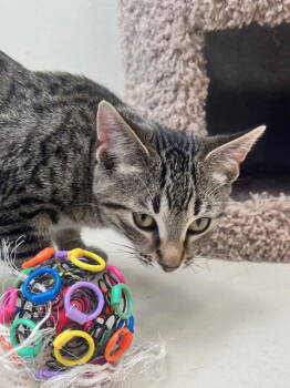 Rescue Domestic Short Hair Cats for Adoption in Webster, Wisconsin - Lurch | PetCurious