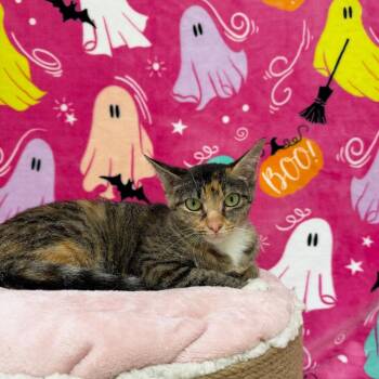 Spooky -  Domestic Short Hair Cat for Adoption in Riverwoods, Illinois - Spooky | PetCurious