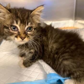 Ravioli -  Domestic Short Hair Cat for Adoption in Greensboro, North Carolina - Ravioli | PetCurious