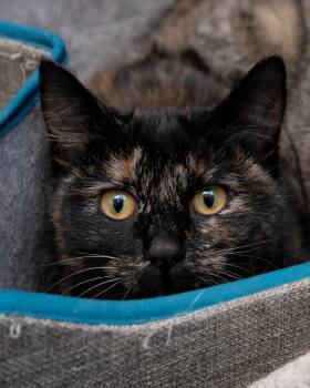 Domestic Short Hair Cats Available for Adoption - Toaster Oven | PetCurious