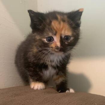 Domestic Short Hair Cats Available for Adoption in Brownsboro, Alabama - Lilly | PetCurious