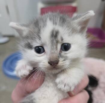 Buckaroo -  Domestic Short Hair Cat for Adoption in Gold Beach, Oregon - Buckaroo | PetCurious