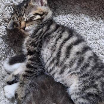 Luke -  Domestic Short Hair Cat for Adoption in Grantsville, Utah - Luke | PetCurious