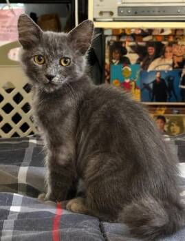 Mr. Red -  Tabby and Domestic Short Hair Cat for Adoption in Mission Viejo, California - Mr. Red | PetCurious