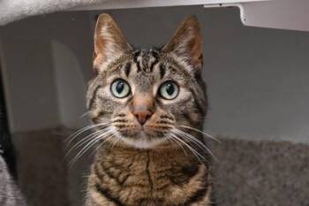 Melon -  Domestic Short Hair Cat for Adoption in Schenectady, New York - Melon | PetCurious