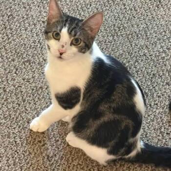 Domestic Short Hair Cats Available for Adoption in Toms River, New Jersey - Firecracker | PetCurious
