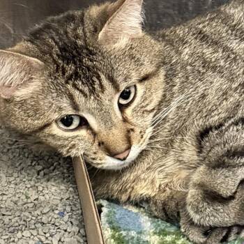 Domestic Short Hair Cats Available for Adoption in Belleville, Illinois - Remi | PetCurious