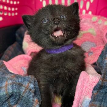 Domestic Short Hair Cats Available for Adoption in Asheville, North Carolina - Gouda | PetCurious