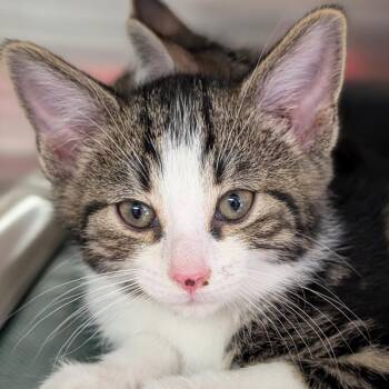 Fredi -  Domestic Short Hair Cat for Adoption in Jefferson, Wisconsin - Fredi | PetCurious
