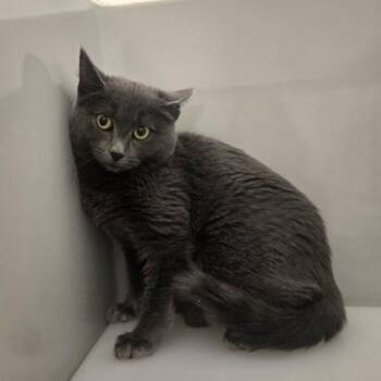 Rescue Domestic Short Hair Cats for Adoption in Phoenixville, Pennsylvania - Dorothy | PetCurious